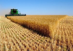 توزیع ۳۹۰ هزار تن بذر اصلاح شده میان کشاورزان کشور – جمهورآنلاین