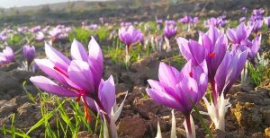 ارزآوری بیش ۲ تا ۳ میلیارد دلاری از زعفران با حمایت‌ و سیاستگذاری‌های صحیح دولت – جمهورآنلاین