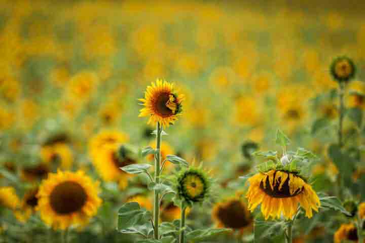 تولید پایدار دانه‌های روغنی با تکیه بر دانش بومی و معرفی ارقام جدید