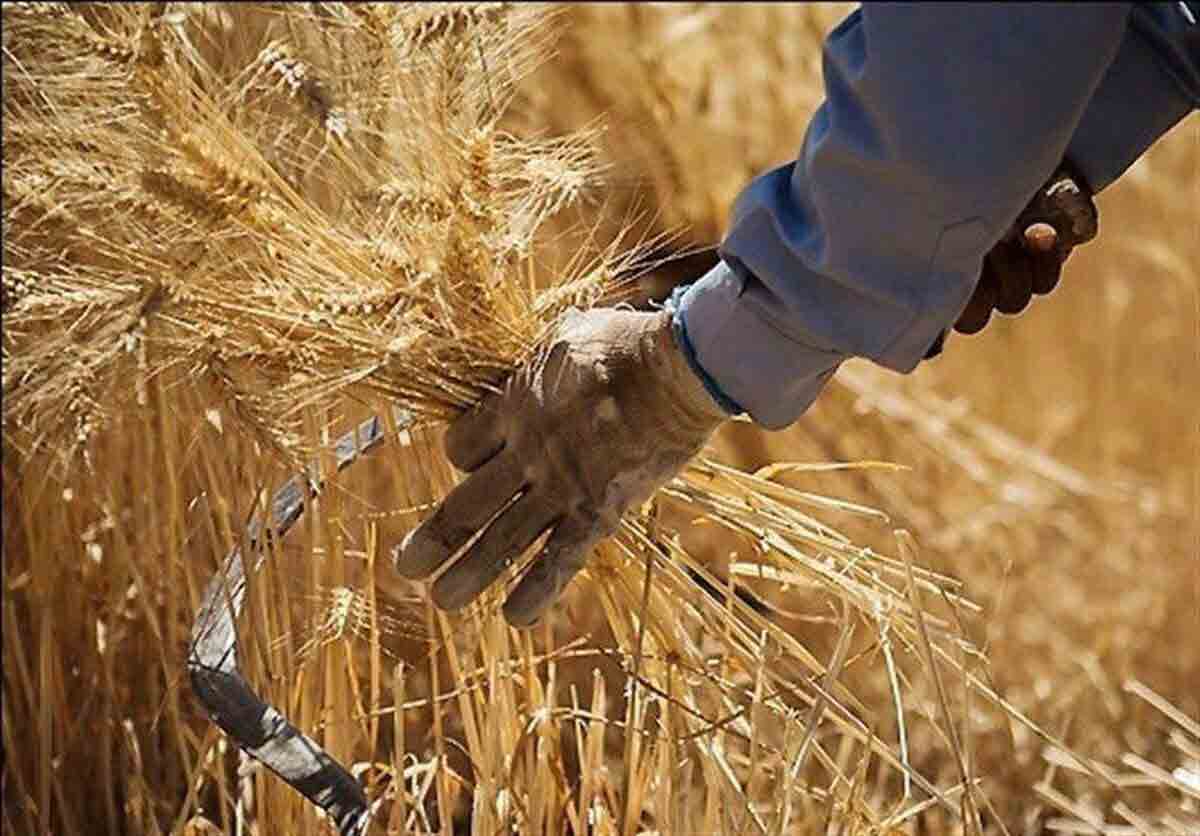 خرید تضمینی گندم به مرز ۷.۲ میلیون تن رسید – جمهورآنلاین