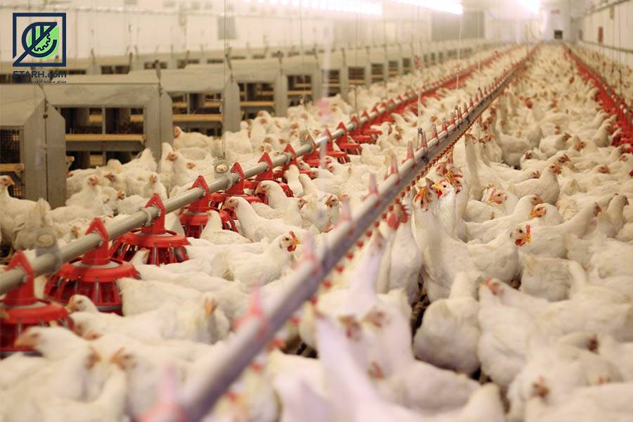 شاخص قيمت توليدكننده محصولات مرغداري‌هاي صنعتي كشور خرداد ۱۴۰۴ (۱۰۰=۱۳۹۵)