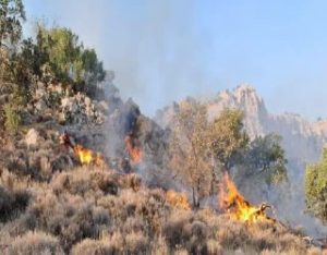  جنگل های کهنسال فارس قربانی دست های آلوده  – جمهورآنلاین