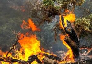 سوختم ، خاکسترم را باد برد 