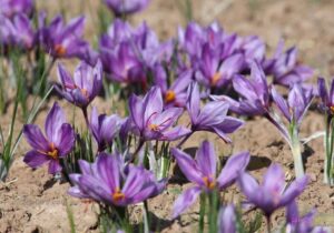 زعفران ایران در تنگنای صادرات؛ فقط ۳۰ درصد صادرات رسمی است