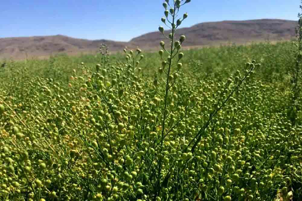 صندوق کشاورزی از تولید دانه های روغنی گلرنگ و کاملینا حمایت می کند